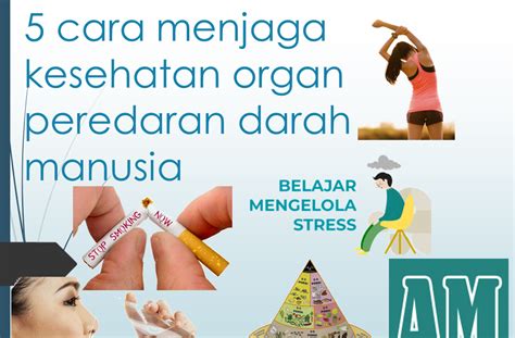 Sebutkan Minimal 5 Cara Menjaga Kesehatan Organ Peredaran Darah Manusia