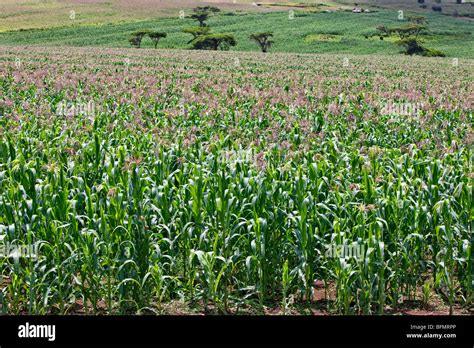 A Healthy Crop Of White Maize Growing At Endebess Maize Is The Staple