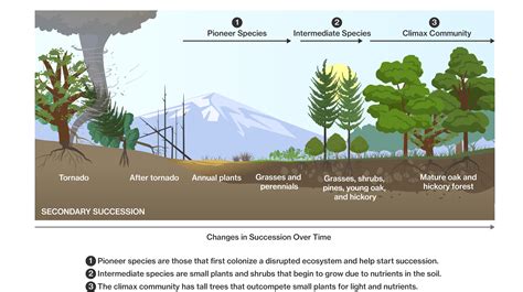 Pioneer Species Primary Succession