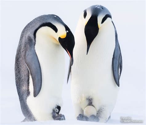 The eggs of emperor penguins hatch at the end of winter, after two
