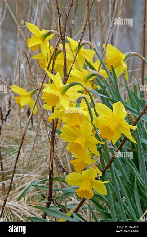 Daffodils Growing Wild In Nature Reserve Woodland Walk Stock Photo Alamy