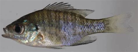 Bluegill - Facts, Diet, Habitat & Pictures on Animalia.bio