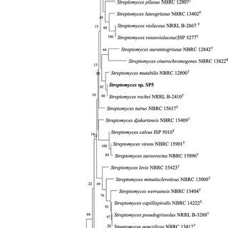 Phylogenetic Tree Obtained By Neighbour Joining Analysis Of 16S RRNA