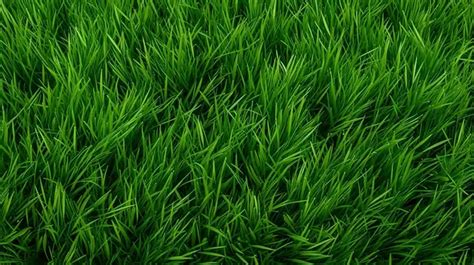 Vibrant Green Grass Texture On A Clean White Background Grass Pattern Green Grass Grass