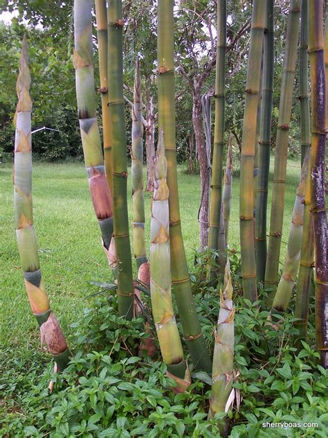 Beautiful Bamboo Photos Of Giant Timber Bambusa Oldhamii