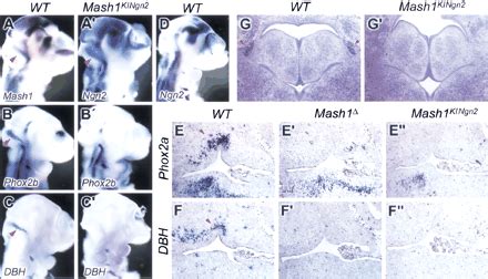 Divergent Functions Of The Proneural Genes Mash And Ngn In The