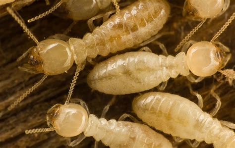 Termite Identification Chart