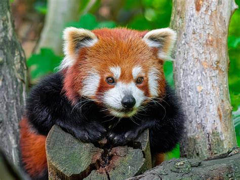 wallpaper red panda, paws, logs, animal HD : Widescreen : High ...