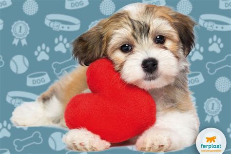 Сердечный червь у собак – знание есть предотвращение - LOVE FERPLAST