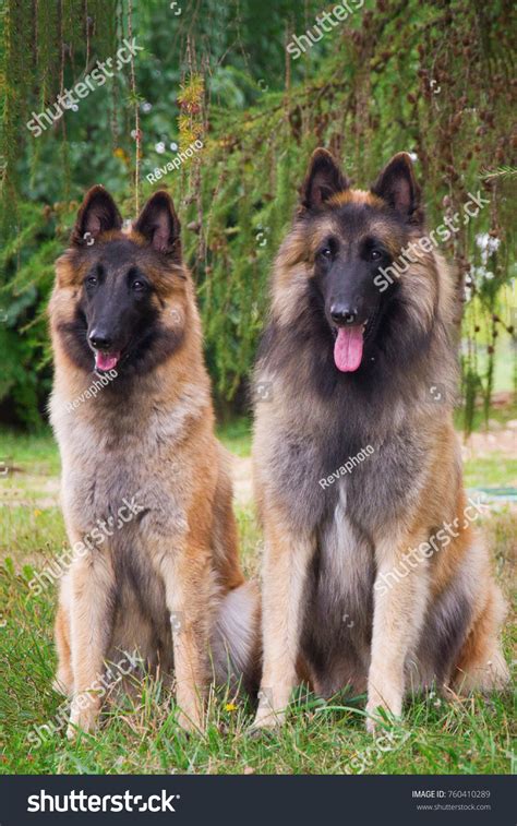 665 Belgian Tervuren Dog Breed Images, Stock Photos & Vectors ...