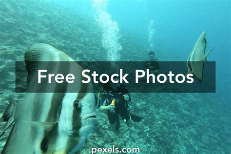 Maldives Underwater Photos, Download The BEST Free Maldives Underwater Stock Photos & HD Images