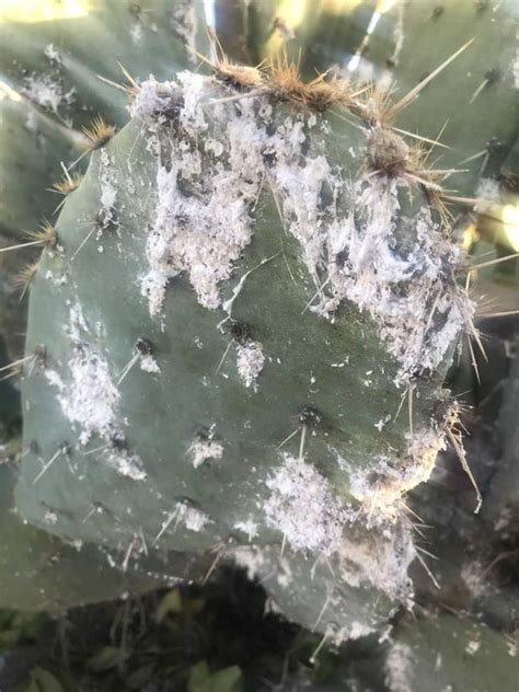 What Is That White Stuff On My Cactus