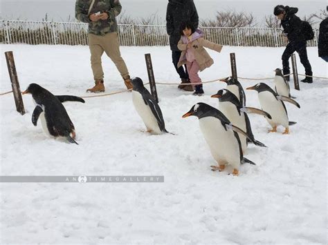 Otaru Aquarium::Resort – AnYtime Gallery