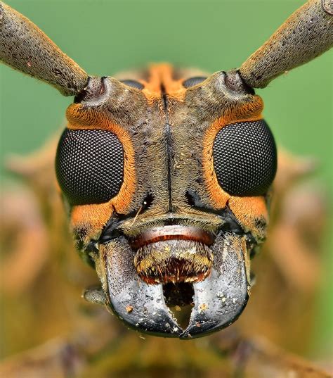 Longhorn Beetle Longhorn Beetle Weird Insects Macro Photography Insects