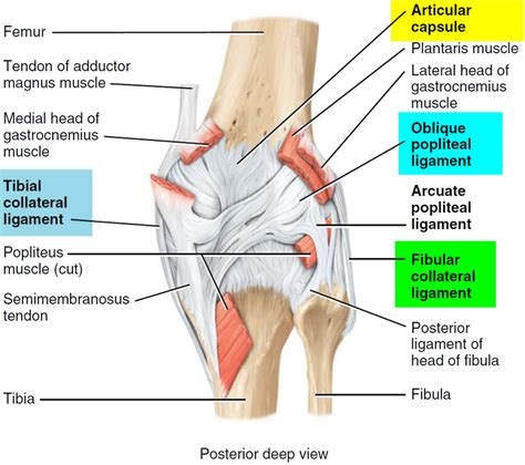 Anterior cruciate ligament anatomy, function, injury & reconstruction 