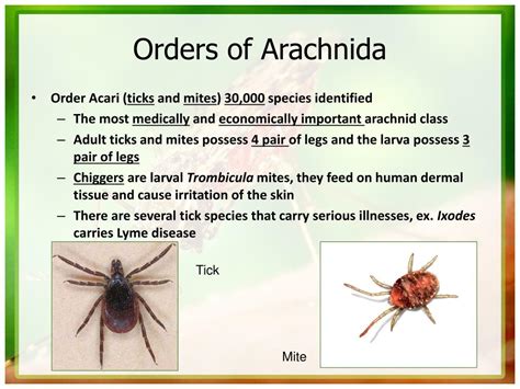 Ppt Arthropoda Powerpoint Presentation Free Download Id2012004