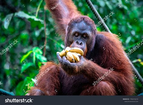 Orangutan Eating Banana