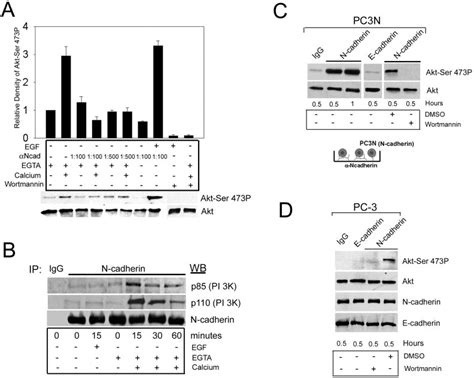 N Cadherin Ligation Mediates Recruitment Of The P85 And P110 Subunits