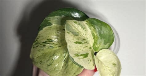 Epipremnum aureum ‘Manjula’ | Aukce rostlin
