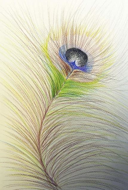 Drawing peacock feathers – Halifax Art Society