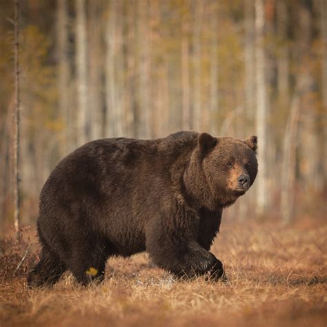 Huge brown bear from Finland : r/bears