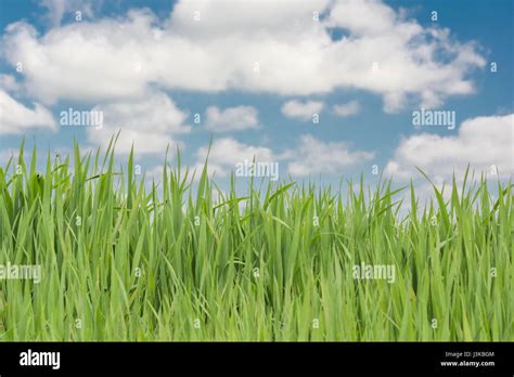 Fresh Green Grass Shoots Blue Sky Metaphor For Grass Sayings Don