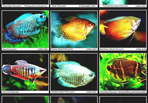 Dwarf Gourami - Gourami Fish Care