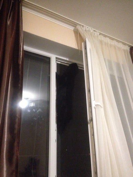 Кото-паук | Пикабу