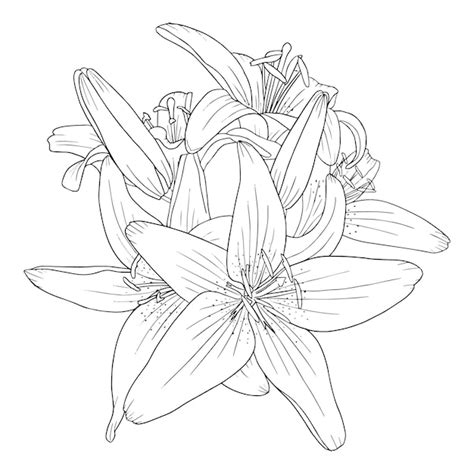 lily flower outline drawing  flower site