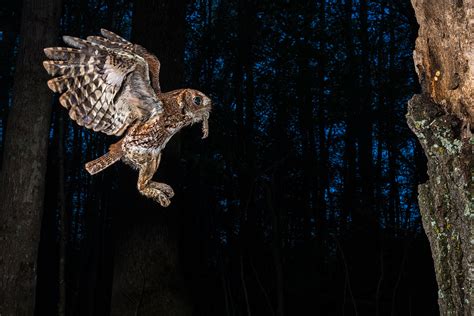 Photographing The Eastern Screech Owl Ed Erkes Nature Photography