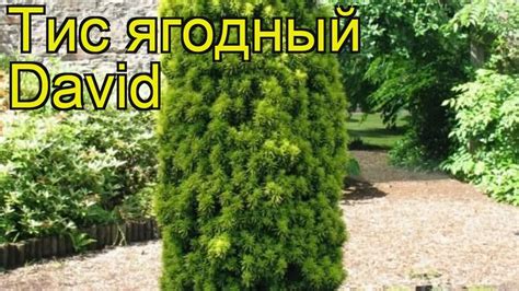 Тис ягодный Давид. Краткий обзор, описание характеристик, где купить ...