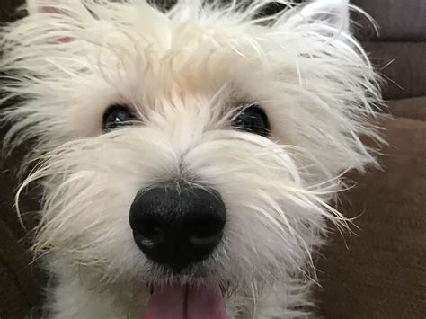 Champion Akc West Highland White Terrier