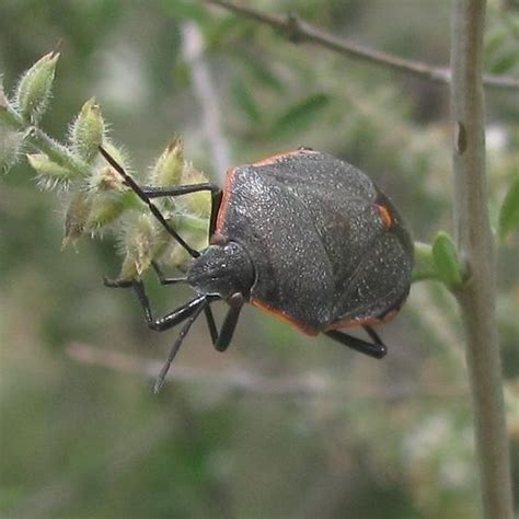 Conchuela Bug Chlorochroa Ligata BugGuide Net