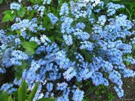 Myosotis Alpestris Forget-me Blue Flowers Seeds From Ukraine | Etsy