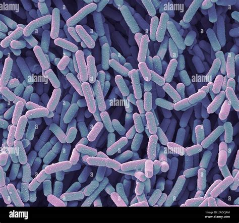 Lactobacillus Microscope