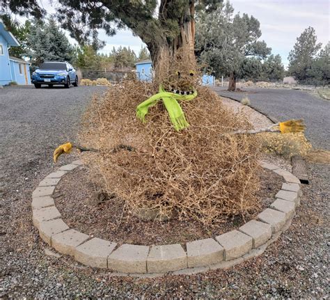 A tumbleweed snowman: Sunday Stills - bend branches