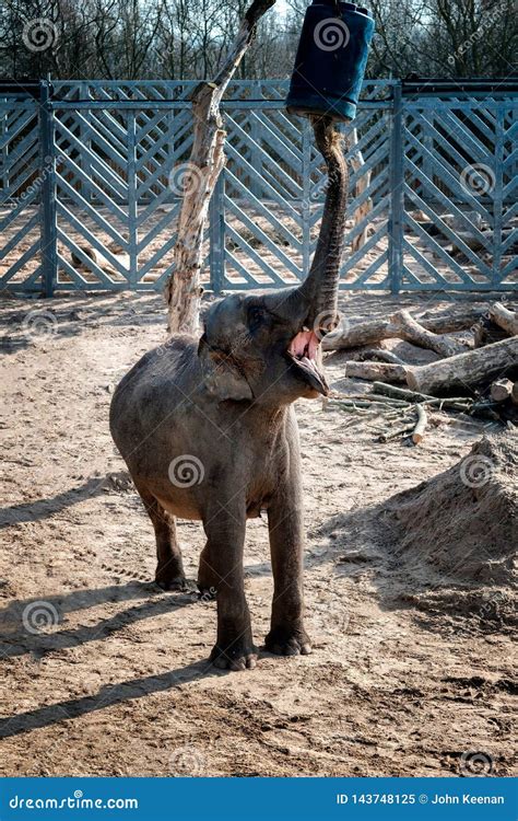 A Stretching Elepahnt Stock Image Image Of Wildlife 143748125