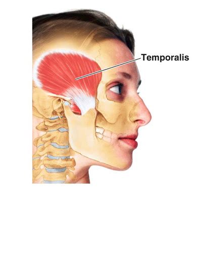 Human Anatomy Ch 10 Flashcards Quizlet