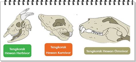 Gambar Gigi Hewan Herbivora – Sinau