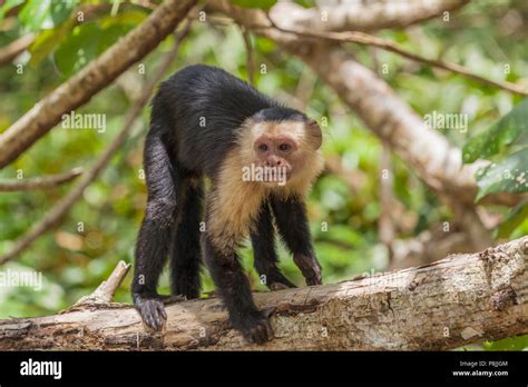 Tufted Capuchin Monkey Hi Res Stock Photography And Images Alamy