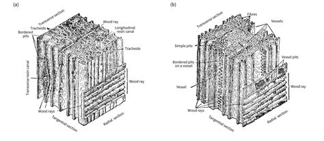 Radial Section Of Pine Wood