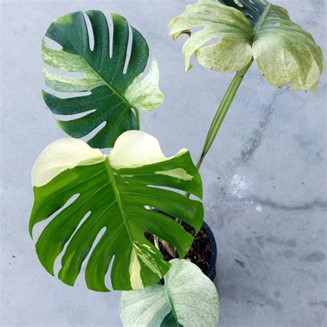 Stunning Features Of Monstera Standleyana Var Transform Your Space