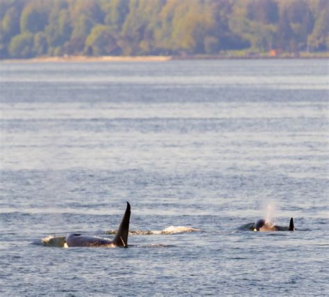 Seattle Whale Watching Guide: How to see Orcas, Humpbacks, and more!