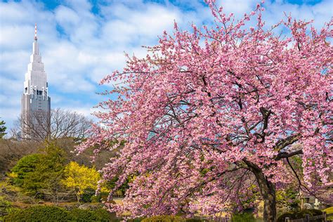 Shinjuku, Japan Gardens In The Spring Photograph by Sean Pavone - Fine ...