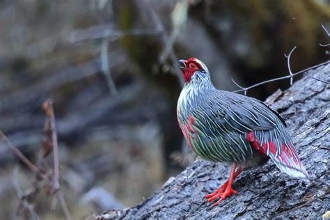 Blood Pheasant Of Bhutan