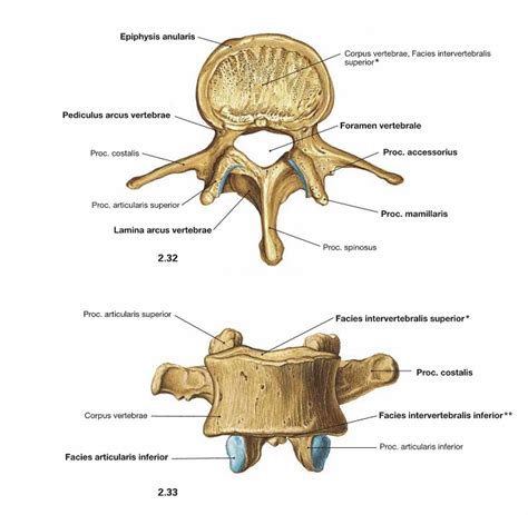 Memoraid Test Ba A Week Vertebra