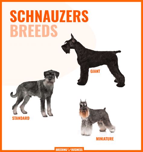 How To Breed Schnauzers Mini Standard Giant Health And Litter Sizes