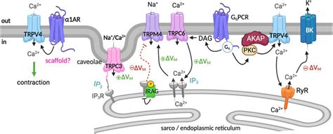 Frontiers Ion Channel Molecular Complexes In Vascular Smooth Muscle