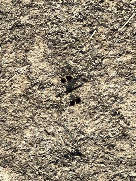 Southern Banded Groundling From Pilanesberg National Park Mogwase