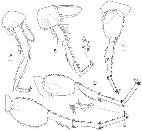 Synurella Odessana Sp N Crustacea Amphipoda Crangonyctidae First Report Of A Subterranean